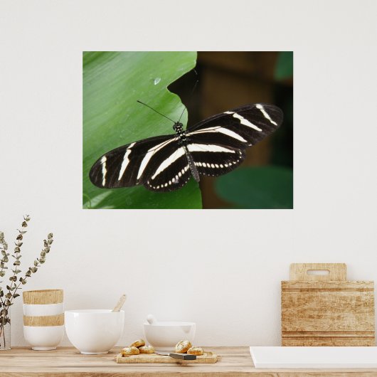 Pretty Zebra Longwing Vlinderprint Poster (Keuken)