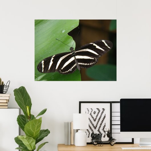 Pretty Zebra Longwing Vlinderprint Poster (Thuiskantoor)