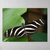 Pretty Zebra Longwing Vlinderprint Poster (Voorkant)