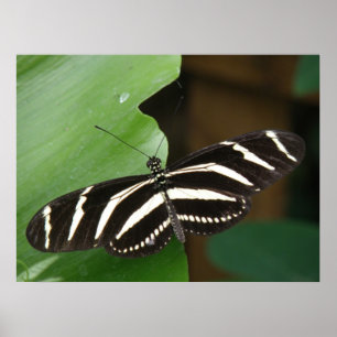 Pretty Zebra Longwing Vlinderprint Poster