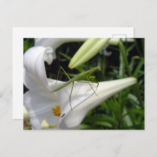Preventieve mantis op bloemen briefkaart (Voorkant / Achterkant)