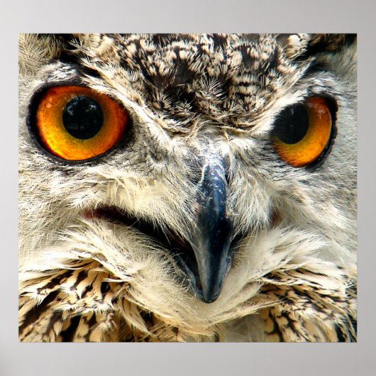 Prey in Sight Poster (Voorkant)