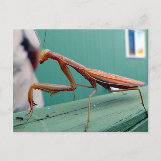 Preying Mantis & ant Briefkaart (Voorkant)