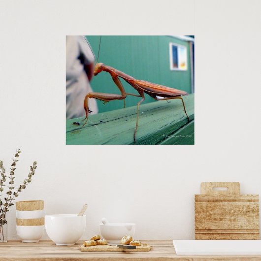 Preying Mantis & ant Poster (Keuken)