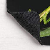 Preying mantis, Odzala, Kokoua National Park Muismat (Hoek)