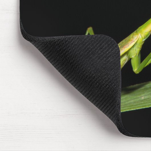 Preying mantis, Odzala, Kokoua National Park Muismat (Hoek)