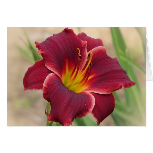 Priceless - Pocket Change Daylily (Voorkant Horizontaal)