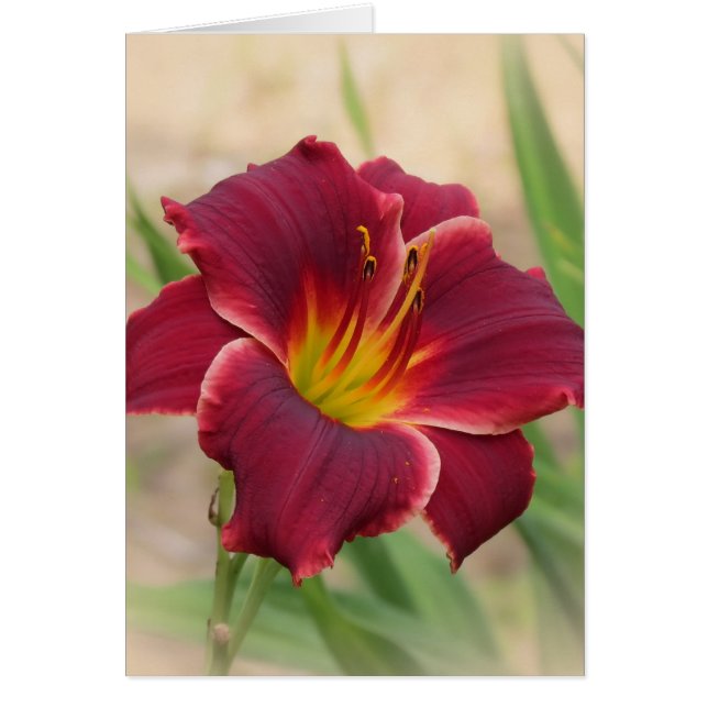 Priceless - Pocket Change Daylily (Voorkant)