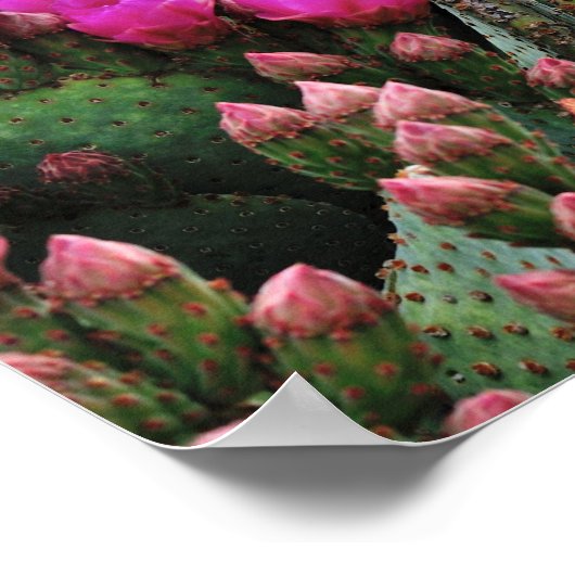Prickle Pear Cactus in Bloom Santa Fe NM Poster (Hoek)