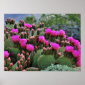 Prickle Pear Cactus in Bloom Santa Fe NM Poster (Voorkant)