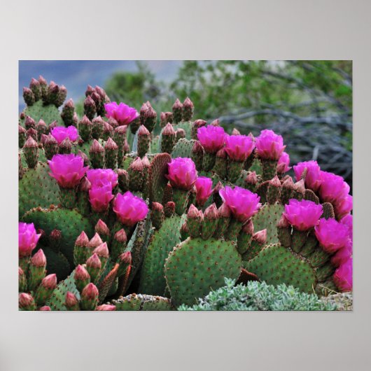 Prickle Pear Cactus in Bloom Santa Fe NM Poster (Voorkant)