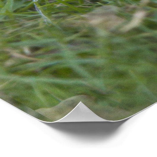 Prickles afdrukken poster (Hoek)