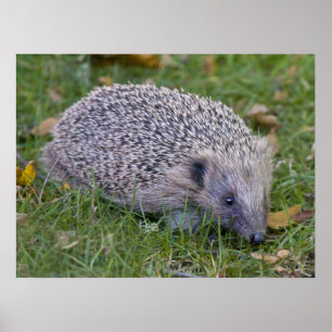 Prickles afdrukken poster