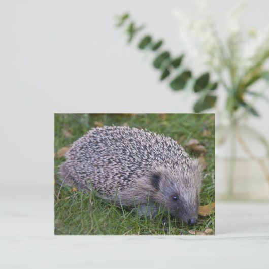 Prickles Briefkaart (Staand voorkant)