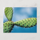 Prickley Cactus Briefkaart (Voorkant)