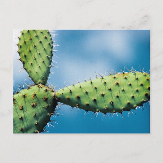 Prickley Cactus Briefkaart (Voorkant)