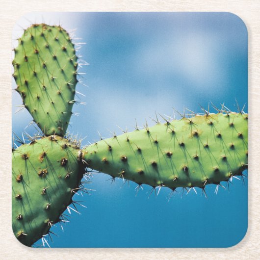 Prickley Cactus Kartonnen Onderzetters (Voorkant)