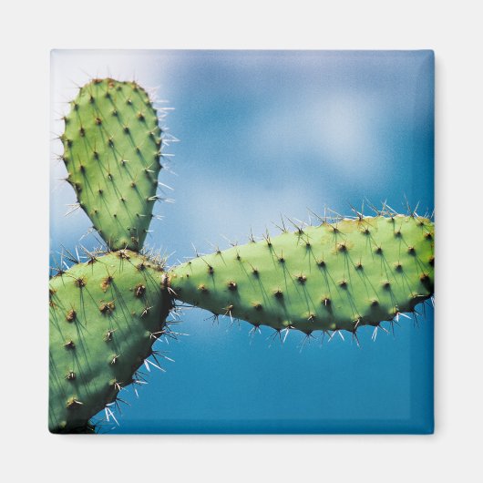 Prickley Cactus Magneet (Voorkant)
