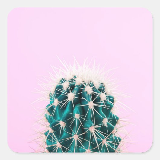 Prickley Cactus op roze Vierkante Sticker (Voorkant)
