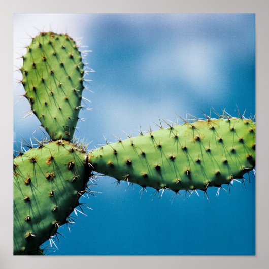 Prickley Cactus Poster (Voorkant)