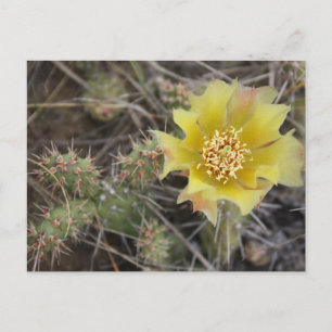 Prickley Pear Briefkaart