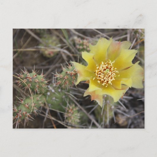 Prickley Pear Briefkaart (Voorkant)