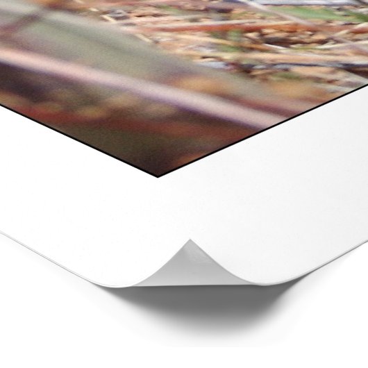 Prickley Pear Cactus & Poppy Poster (Hoek)