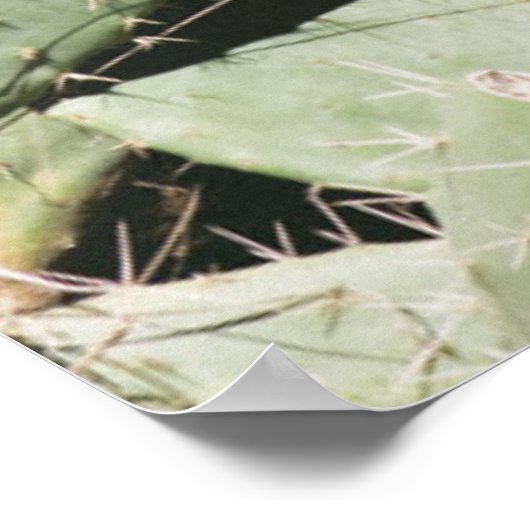 Prickley Pear Cactus Poster (Hoek)