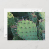 Prickley Pear Pad Briefkaart (Voorkant / Achterkant)