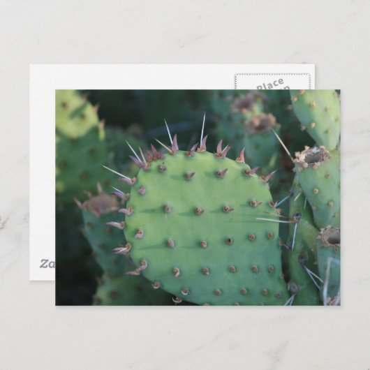 Prickley Pear Pad Briefkaart (Voorkant / Achterkant)