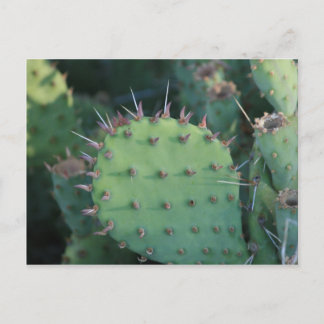 Prickley Pear Pad Briefkaart