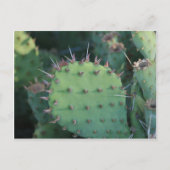 Prickley Pear Pad Briefkaart (Voorkant)