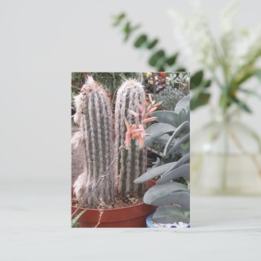 Prickly Cactus Briefkaart (Staand voorkant)
