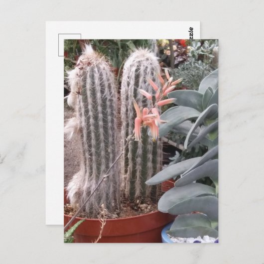 Prickly Cactus Briefkaart (Voorkant / Achterkant)