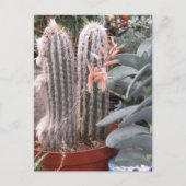 Prickly Cactus Briefkaart (Voorkant)