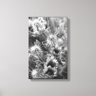 Prickly Cactus Flowers Desert B&W Foto Prints