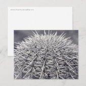 Prickly Cactus Sonoran Desert B&W Foto Briefkaart (Voorkant / Achterkant)