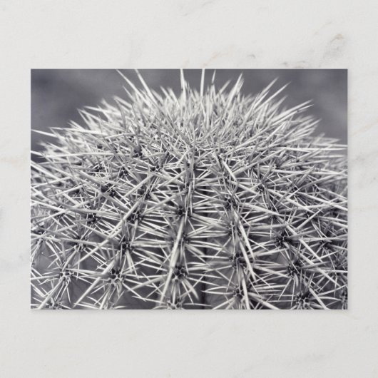 Prickly Cactus Sonoran Desert B&W Foto Briefkaart (Voorkant)
