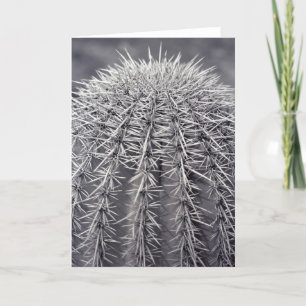 Prickly Cactus Sonoran Desert Foto Wenskaart Kaart