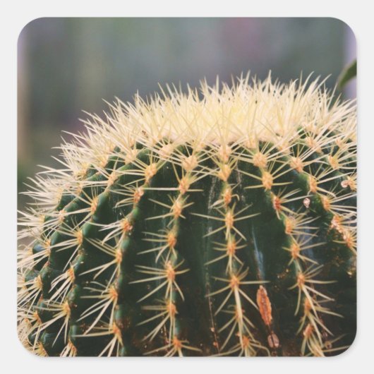 Prickly Cactus Sticker (Voorkant)