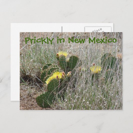 Prickly in New Mexico Briefkaart (Voorkant / Achterkant)