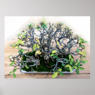 Prickly Japanse Bonsai Boom Poster
