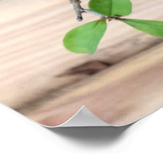 Prickly Japanse Bonsai Tree Foto Poster (Hoek)