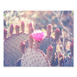 Prickly Pear Blossom   Fotoafdrukken Foto Afdruk