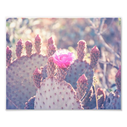 Prickly Pear Blossom | Fotoafdrukken Foto Afdruk (Voorkant)