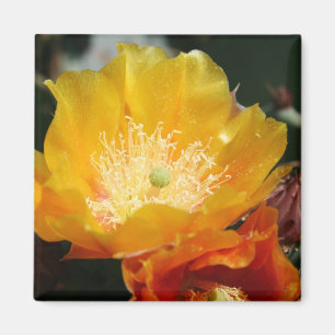 Prickly Pear Blossom Magneet