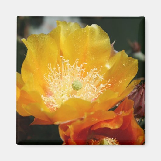 Prickly Pear Blossom Magneet (Voorkant)