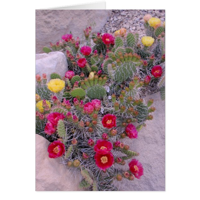 Prickly Pear Cacti (Voorkant)