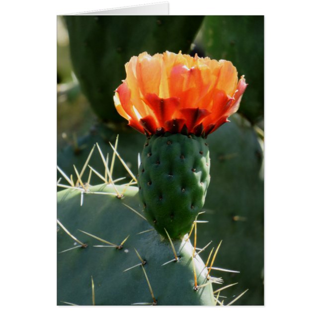 Prickly Pear Cactus (Voorkant)