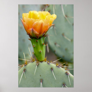 Prickly Pear Cactus and flower Poster
